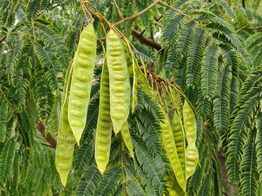 25 MIMOSA / Persian SILK TREE Albizia Julibrissin Seeds
